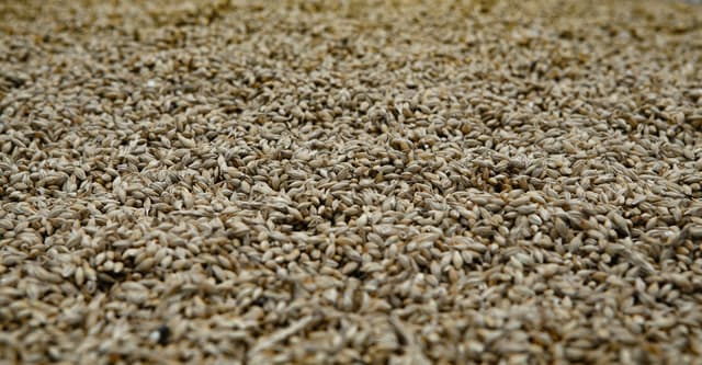 Commerce: China-Australia trade improves, China to lift barley tariffs.