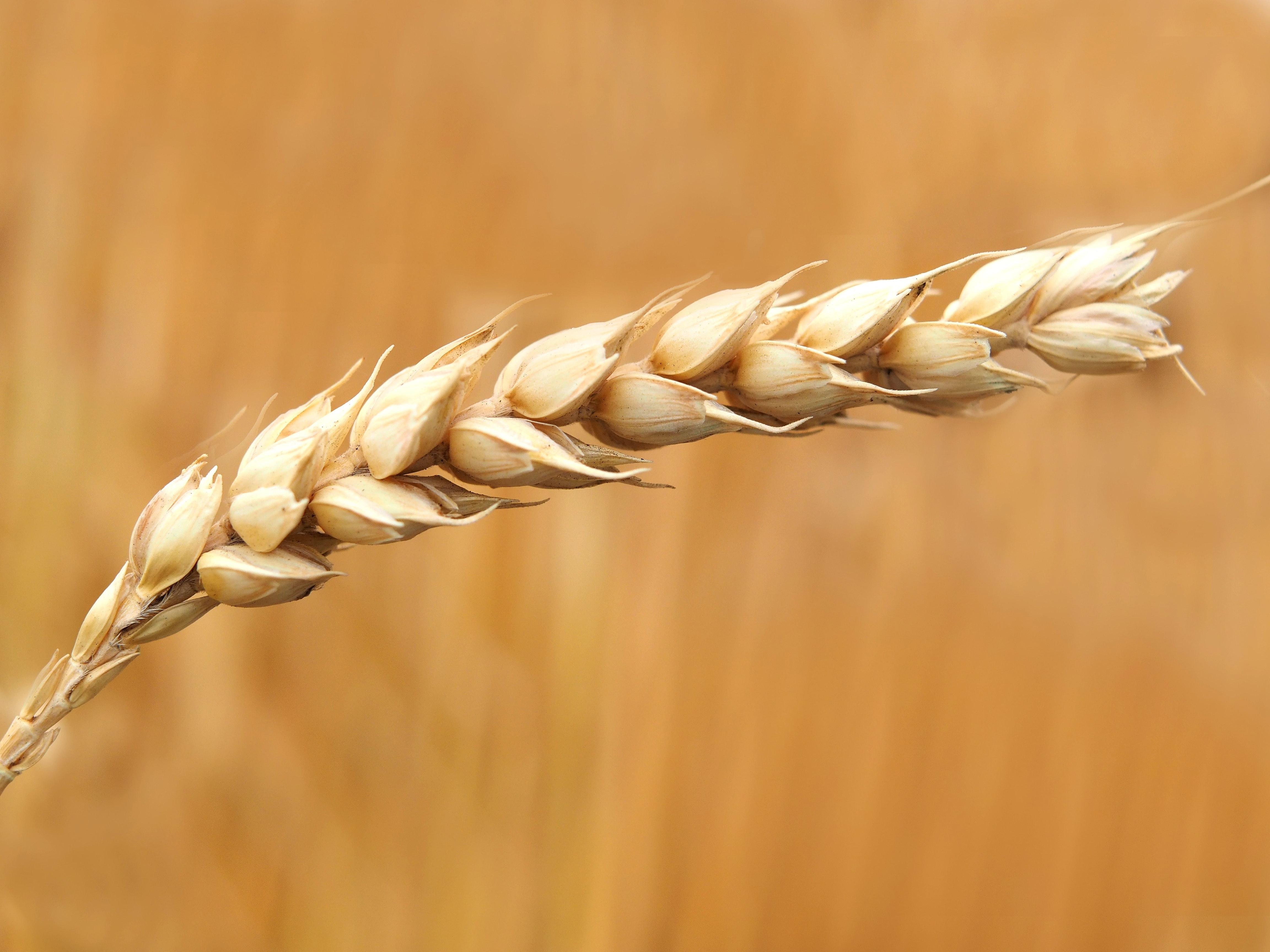 The Russia-Ukraine conflict may disrupt global wheat supply.