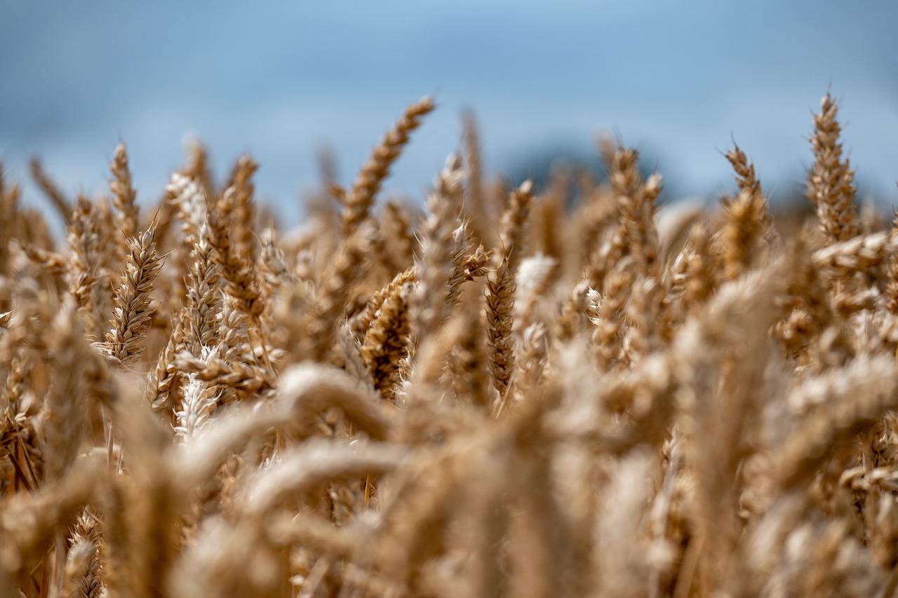 Wheat rebounds, while soybeans and corn face supply pressure, affecting soybean oil and meal markets