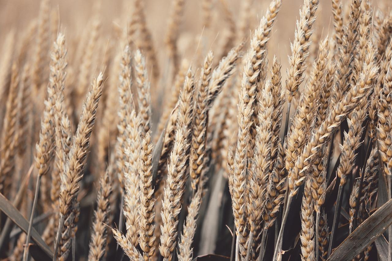 Grain futures: Wheat pressured, soybean exports rise, corn weak, soybean oil under pressure.