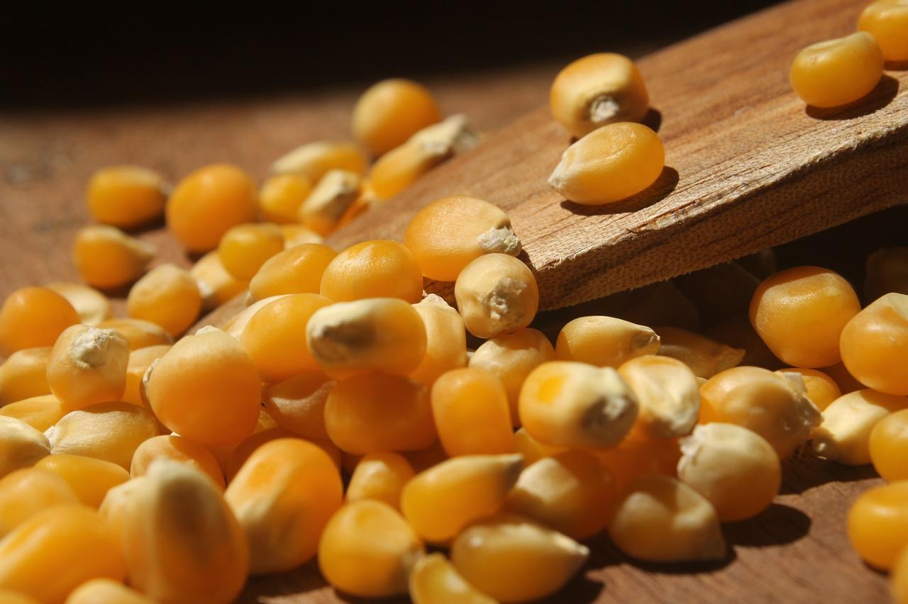 Corn prices hit a 6-month high, while soybeans decline, according to USDA report.