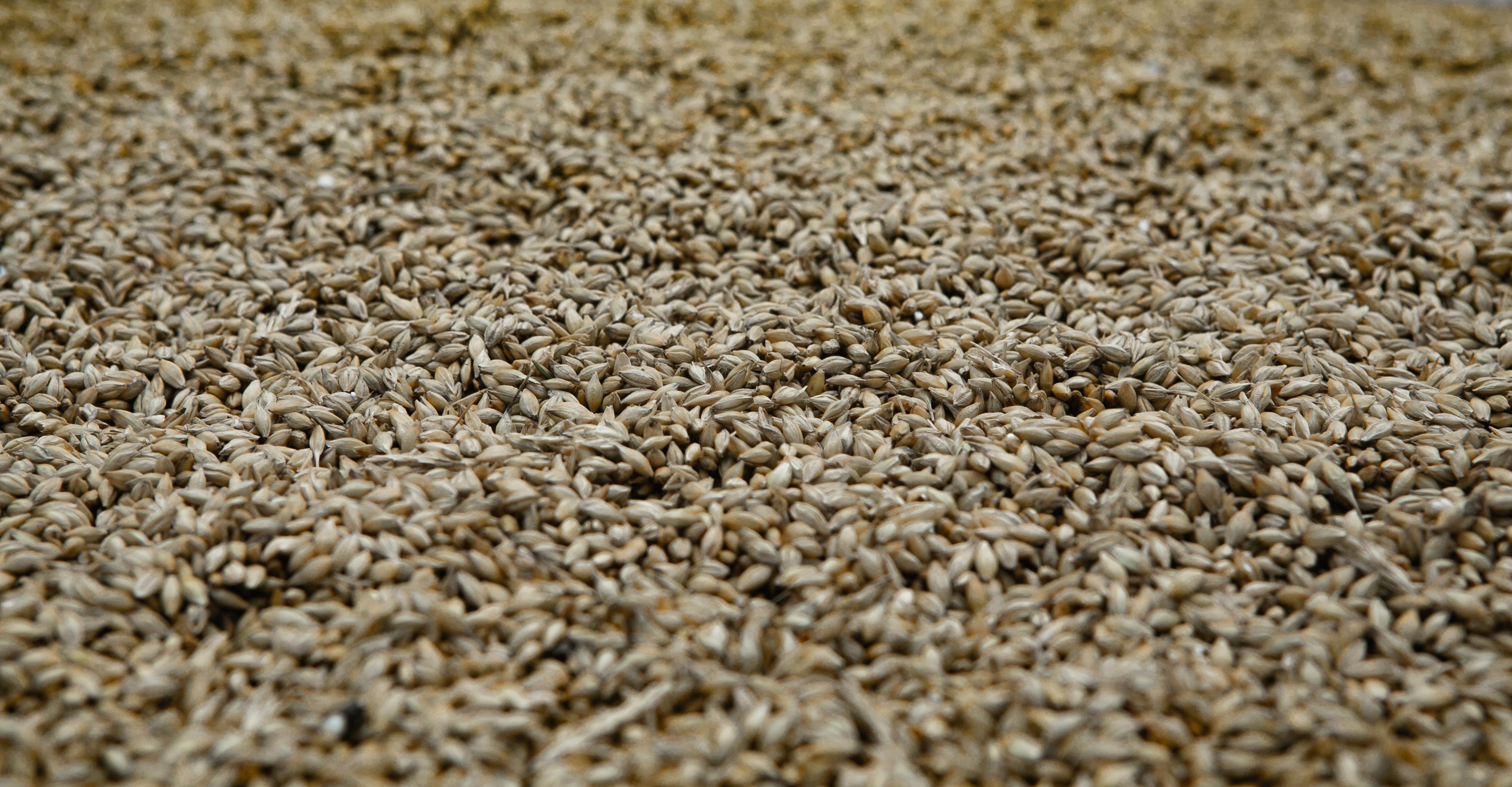 商务部:中澳贸易关系改善,中方将取消对澳大利亚大麦的关税